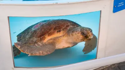 Massive loggerhead sea turtle full of eggs returns to ocean after treatment in Florida