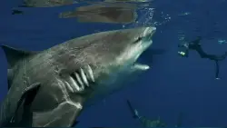 Diver convicted of freeing sharks off Florida coast says he was surprised by presidential pardon