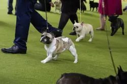 PETA sues American Kennel Club over standards for French bulldogs, other breeds