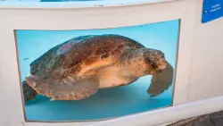 Massive loggerhead sea turtle full of eggs returns to ocean after treatment in Florida