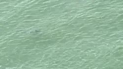 NYC temporarily shuts down Queens beaches after sharks swim dangerously close to Fourth of July crowd