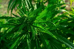 Cannabis Grows and Water Usage